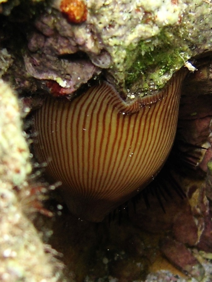 Actinia striata (Quoy & Gaimard, 1833)